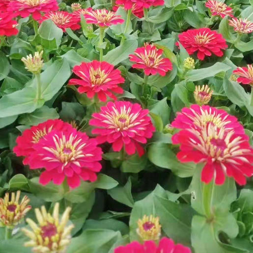 時令草花